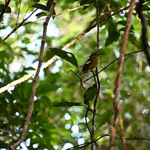 Tropical royal flycatcher (Onychorhynchus coronatus)