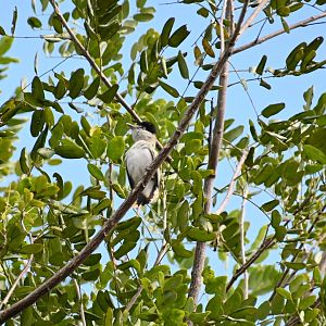 Grey-collared becard (Pachyramphus major)