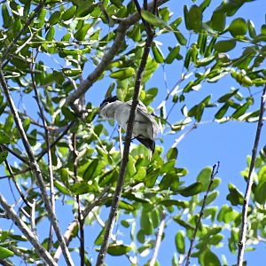 Grey-collared becard (Pachyramphus major)
