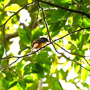 Tropical royal flycatcher (Onychorhynchus coronatus)