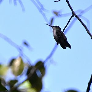 white-bellied emerald (Chlorestes candida)