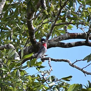 Rose-throated becard (Pachyramphus aglaiae)
