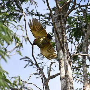 Golden-olive woodpecker (Colaptes rubiginosus)