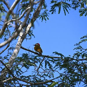 Golden-olive woodpecker (Colaptes rubiginosus)