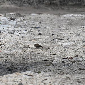 Ruddy ground dove (Columbina talpacoti)