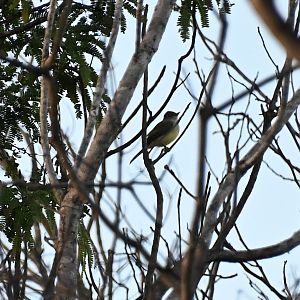Dusky-capped flycatcher (Myiarchus tuberculifer)