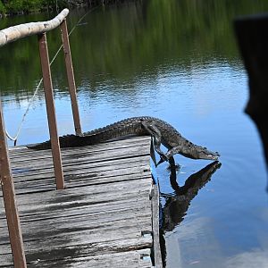 Morelet's crocodile (Crocodylus moreletii)