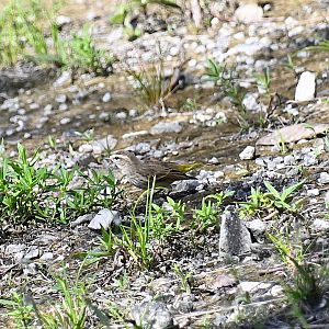 Palm warbler (Setophaga palmarum)