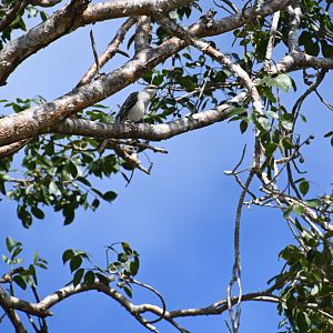 Tropical mockingbird (Mimus gilvus)