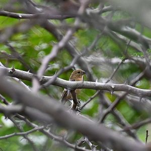 Morelet's seedeater (Sporophila morelleti)