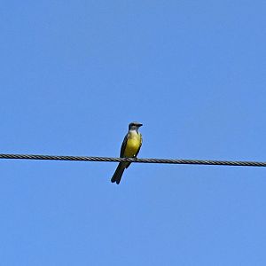 Couch's kingbird (Tyrannus couchii)
