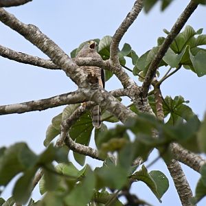 Roadside hawk (Rupornis magnirostris)