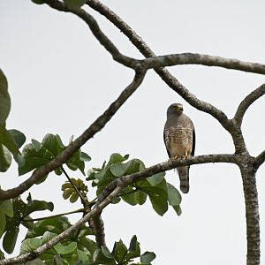 Roadside hawk (Rupornis magnirostris)
