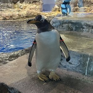 Gentoo Penguin
