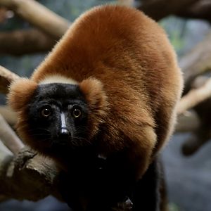 Red Ruffed Lemur