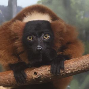 Red Ruffed Lemur