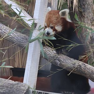 Red Panda