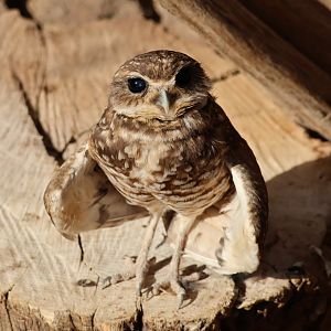 Burrowing Owl