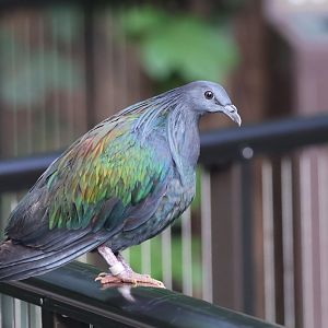 Nicobar Pigeon