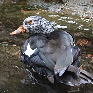 White Winged Duck