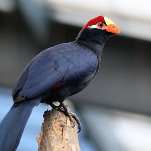 Violet Turaco