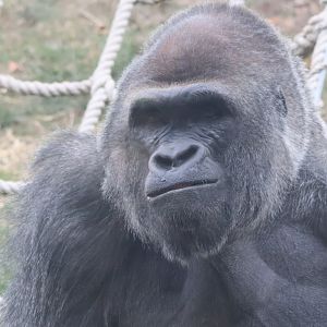 Western Lowland Gorilla