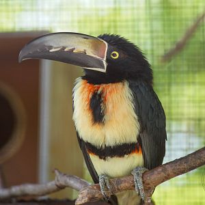 Collared Aracari (Pteroglossus torquatus)