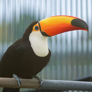 Toco Toucan (Ramphastos toco)