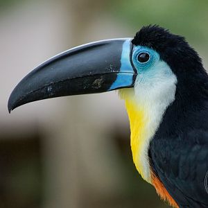 Channel-billed Toucan (Ramphastos vitellinus)