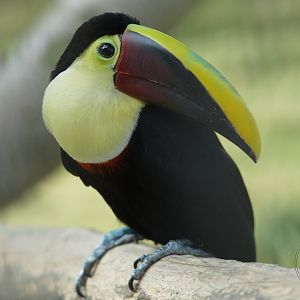 Yellow-throated Toucan (Ramphastos ambiguus)