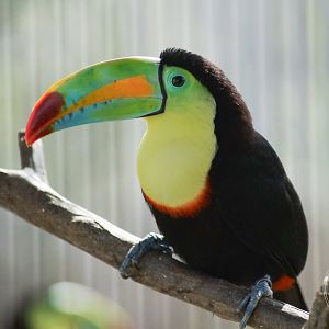 Keel-billed Toucan (Ramphastos sulfuratus)