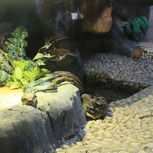 Boa Constrictor terrarium
