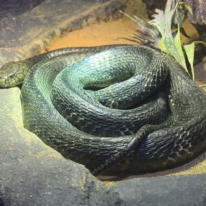 Chinese Cobra (Naja atra)