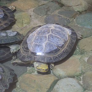 Yellow-headed Temple Turtle