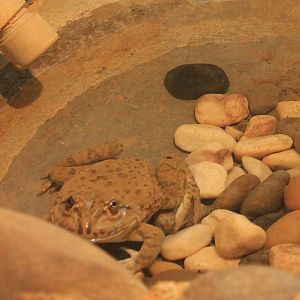 Indian Bullfrog (Hoplobatrachus tigerinus)