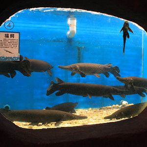 Alligator Gars