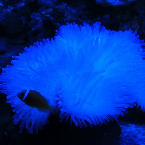 Tomato Clownfish and anemoone