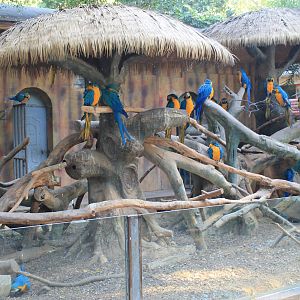 Blue and Gold Macaws