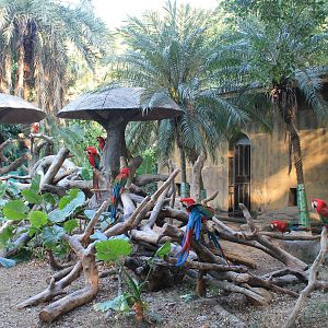 Green-winged Macaws