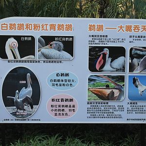 Pelican identification sign (Pink-backed and Great White)