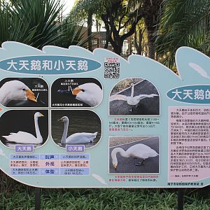 Swan identification sign (Tundra and Whooper)