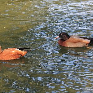 Ruddy Shelduck and ... other