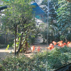 Caribbean Flamingo aviary