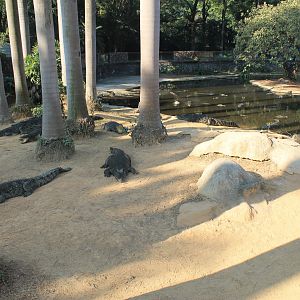 Crocodiles