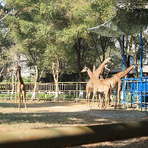 Giraffes at feeding platform