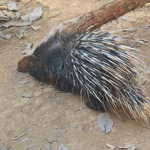 Chinese Crested Porcupine