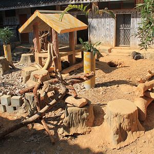 Chinese Crested Porucpine enclosure