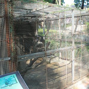 Mandrill cage
