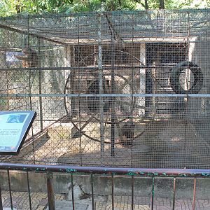 Stump-tailed Macaque cage