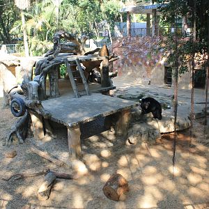 Asiatic Black Bear enclosure